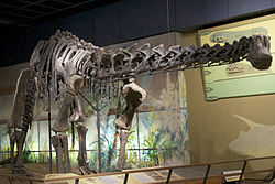 Cleveland Museum Haplocanthosaurus.jpg