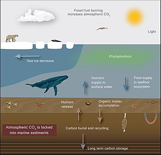 Climate change causes sea ice to melt, transforming the Arctic from an icy desert into an open ocean. Polar bears and seals may lose their habitats, phytoplankton growth may increase and fuel the Arctic food web, which may lead to higher carbon burial rates and possibly decrease the amount of CO2 in the atmosphere. Climate change causes sea ice to melt.jpg