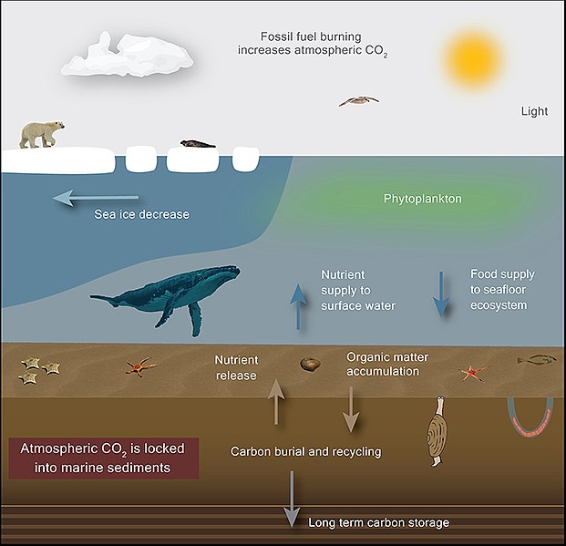 File:Climate change causes sea ice to melt.jpg