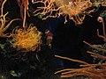 Clownfish (540100354).jpg