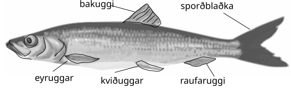 Clupea harengus.svg