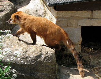 South American coati Coati.arp.jpg