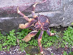 Coconut Crab