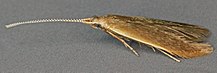 Coleophora limosipennella, Breiddan Hill, Nordwales, Juli 2011 (19283944799) .jpg