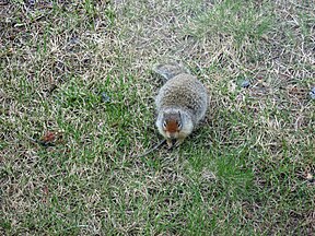 Columbian ground squirrel