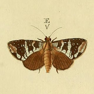 <i>Condica cupentia</i> Species of moth