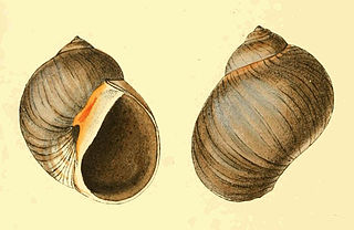 <i>Conuber</i> Genus of gastropods