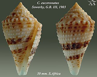 <i>Conasprella eucoronata</i> species of mollusc