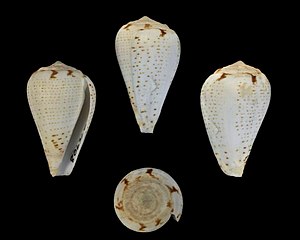 Conus lineopunctatus 001.jpg