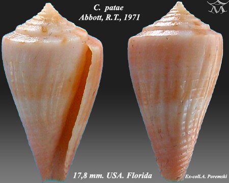 Conus_patae