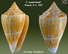 Conus sunderlandi 1.jpg