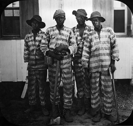 Convicts leased to harvest timber circa 1915, in Florida