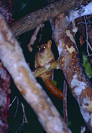 <span class="mw-page-title-main">Coquerel's giant mouse lemur</span> Species of lemur