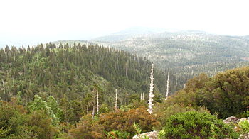 Taman Nasional Alerce Costero