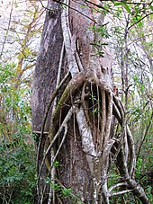 The trunk of a bald cypress, surrounded by the roots of a strangler fig