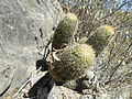 Coryphantha erecta (5754736351).jpg