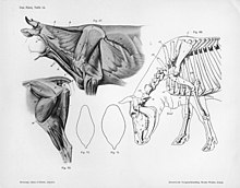 Une vue latérale gauche des muscles profonds du cou et de la patte antérieure proximale; une vue latérale gauche du squelette de la tête, du membre antérieur du cou et du thorax; une vue latérale gauche des muscles profonds de la patte arrière; et le contour d'une coupe transversale du cou d'une vache et d'un taureau montrant les différences entre les sexes.