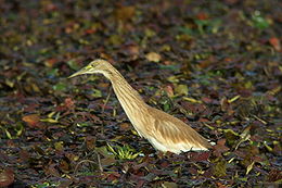 Geltonasis garnys (Ardeola ralloides)