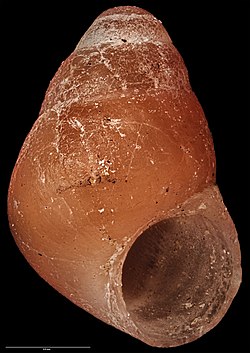 Crassitoniella carinata (AM MA71264).jpg