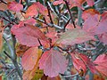 Crataegus douglasii leaves changing color in fall.