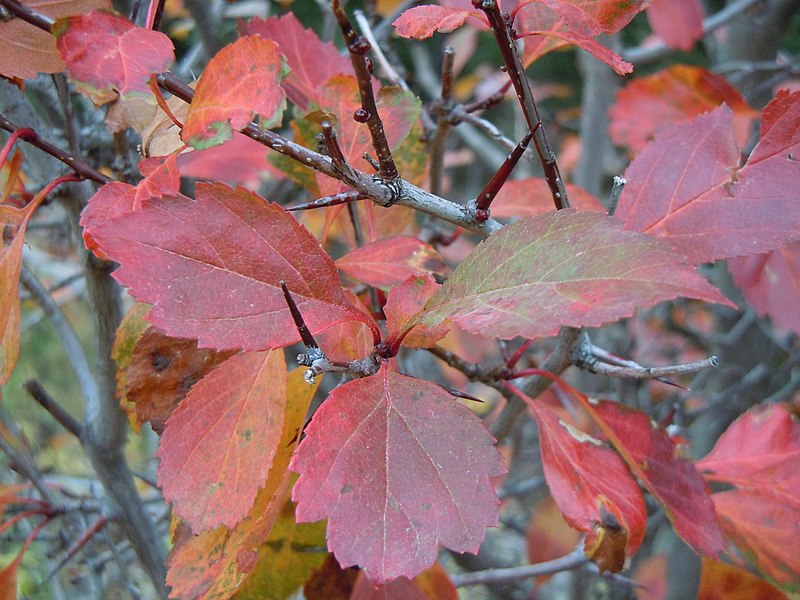 File:Crataegus douglasii (5192274425).jpg