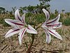 Crinum ornatum