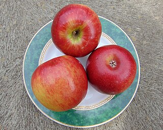 Cripps Red Apple cultivar