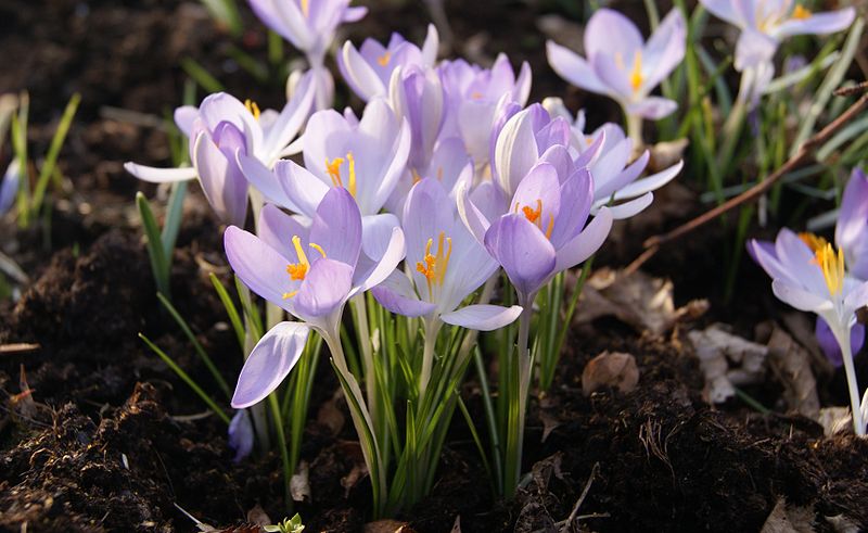 File:Crocus-sp.-852.JPG