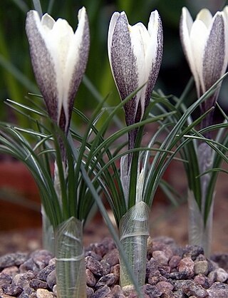 <i>Crocus alatavicus</i> Species of flowering plant