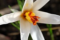 Crocus fleischeri