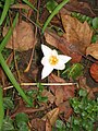 Crocus pulchellus 'Albus' inside of the flower