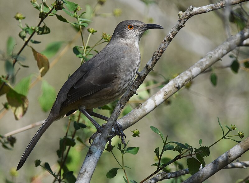 File:Curve-billed Thrasher (2019).jpg