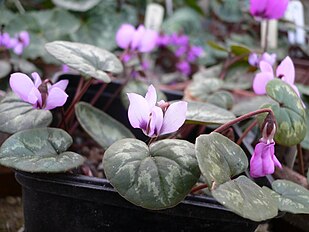 <center>Cyclamen abchasicum</center>