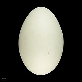 Яйцо Cygnus olor — Тулузский музей