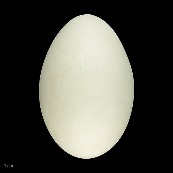 File:Cygnus olor MHNT.ZOO.2010.11.11.2.jpg