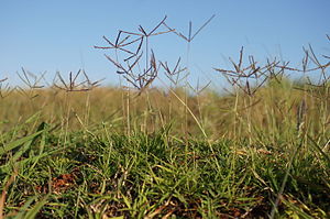 Dog tooth grass (Cynodon dactylon)