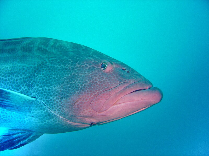 File:DSC00272 - peixe - Naufrágio e recifes de coral no Nilo.jpg