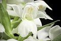 Dactylorhiza aristata white colour