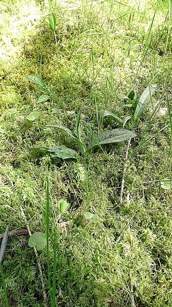 File:Dactylorhiza fuchsii 70.jpg