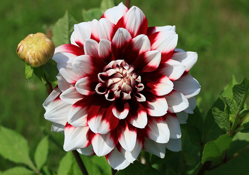 File:Dahlia Ystad (5955932322).jpg