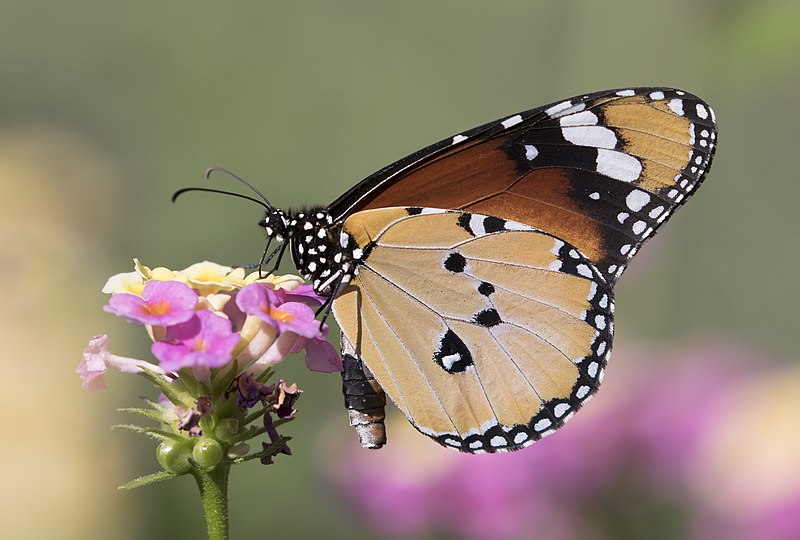 File:Danaus chrysippus - African monarch 01-12.jpg