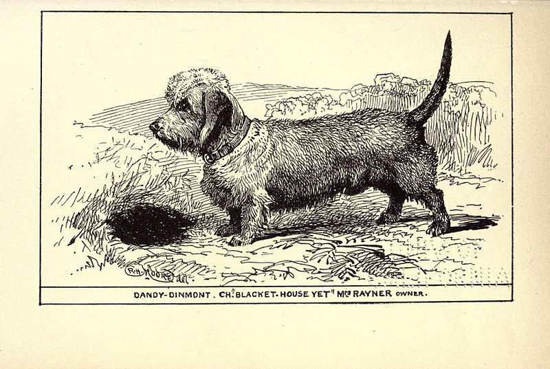 File:Dandy-Dinmont Terrier BDL.jpg