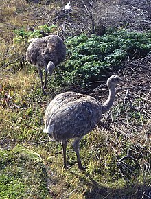 Lesser rheas, different races occur in Patagonia and in the northern Andes. Darwin-Nandus.jpg