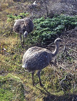 Lille nandu (Rhea pennata). Foto: Franz Xaver, 2004