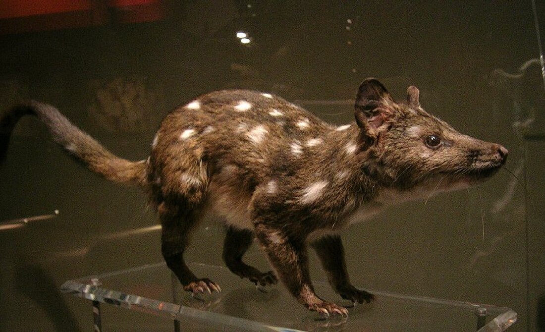 Dasyurus