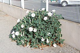 Datura wrightii à Gignac (Hérault), adventice dans une zone commerciale