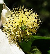 Inflorescence avec 1 fl. fem. au milieu de fl. mâles