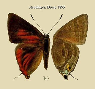 <i>Deudorix staudingeri</i> Species of butterfly