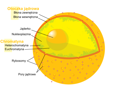 File:Diagram human cell nucleus pl.svg