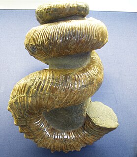 <i>Didymoceras nebrascense</i> Extinct species of ammonite